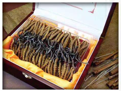 静海冬虫夏草回收?